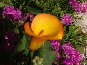 tapis de fleurs par man'Annie